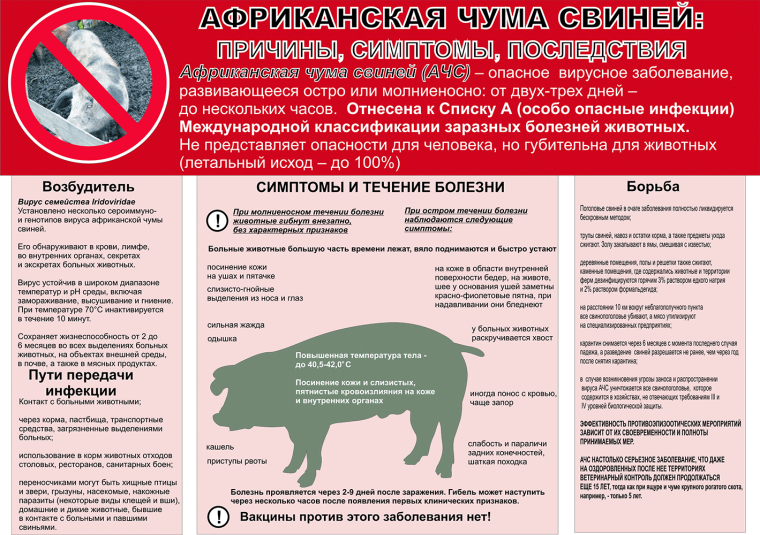Африканская чума свиней. Африканская чума свиней.